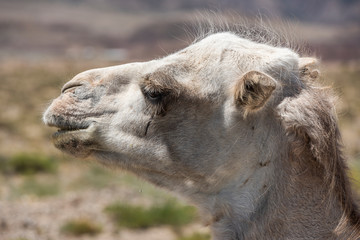 Camel Head Issyk Kul Kyrguzstan