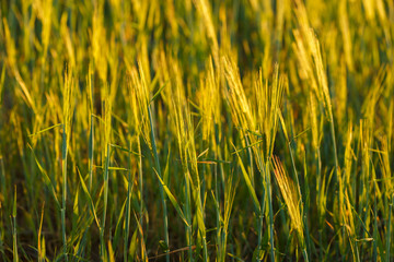 young Ear Wheat on green background