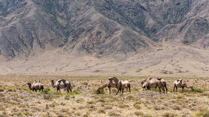 Fototapeta na wymiar Camel herd Kyrgyzstan Issyk Kul