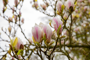 Obraz premium pink magnolia flowers
