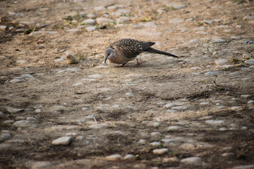 Bird on the ground.