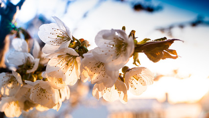 flowering cherry branch in the rays of the setting sun