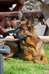 Portrait of a beautiful German shepherd dog
