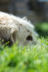 Portrait of a shephard dog 