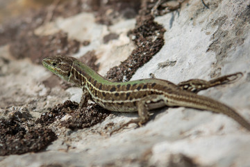 Naklejka na ściany i meble Lizard getting warm on a rock during spring time