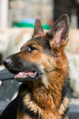 Portrait of a beautiful German shepherd dog