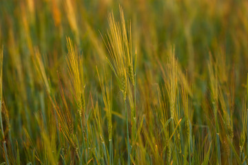 young Ear Wheat on green background