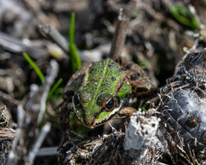 The real frog (lat. Ranidae) is a family of tailless amphibians
