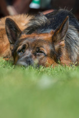 Portrait of a beautiful German shepherd dog