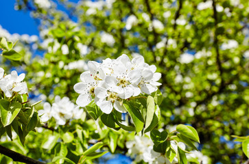 Beautiful white apple or pear blossom.Flowering apple/pear tree.Fresh spring background on nature outdoors.Soft focus image of blossoming flowers in spring time.For easter and spring greeting cards