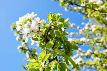 Beautiful white apple or pear blossom.Flowering apple/pear tree.Fresh spring background on nature outdoors.Soft focus image of blossoming flowers in spring time.For easter and spring greeting cards