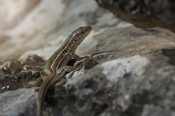 Lizard getting warm on a rock during spring time