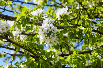 Beautiful white apple or pear blossom.Flowering apple/pear tree.Fresh spring background on nature outdoors.Soft focus image of blossoming flowers in spring time.For easter and spring greeting cards