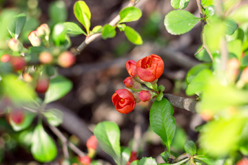 orange flowers on a bush
