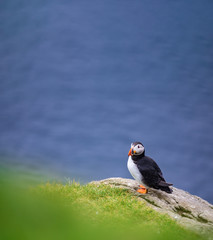 Puffin on top of the rock against blurred ocean