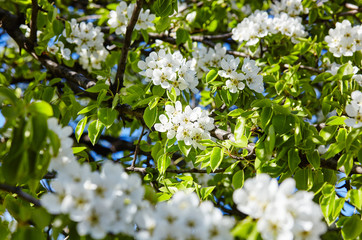 Beautiful white apple or pear blossom.Flowering apple/pear tree.Fresh spring background on nature outdoors.Soft focus image of blossoming flowers in spring time.For easter and spring greeting cards