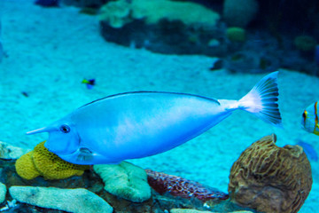 A large beautiful walrus swims in a blue pool with a ball.
