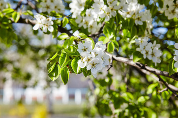 Fototapeta premium Beautiful white apple or pear blossom.Flowering apple/pear tree.Fresh spring background on nature outdoors.Soft focus image of blossoming flowers in spring time.For easter and spring greeting cards