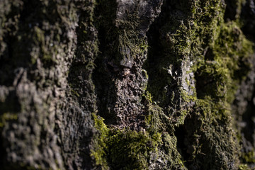 Texture of the bark of an old tree in the forest
