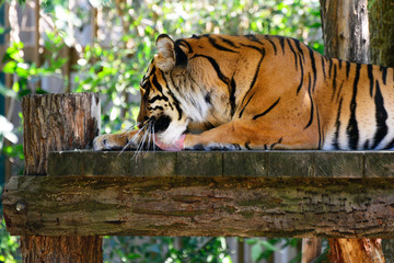 Amur tiger in the zoo Prague