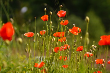 colorful flowers. Flowers as background use. bloom and different colors. nature and blossoming. macro shot of flowers. macro photography of colorful flowers