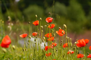 colorful flowers. Flowers as background use. bloom and different colors. nature and blossoming. macro shot of flowers. macro photography of colorful flowers