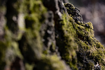 Texture of the bark of an old tree in the forest