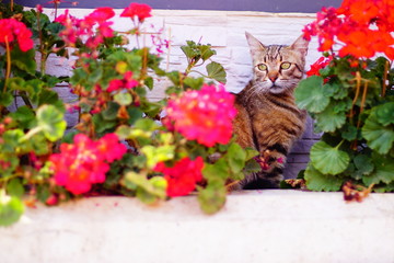 cat among red flowers. cat hiding among the flowers.