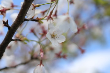桜