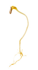 Germination sequence of pumpkin seeds isolated on white. The concept of growth and development.