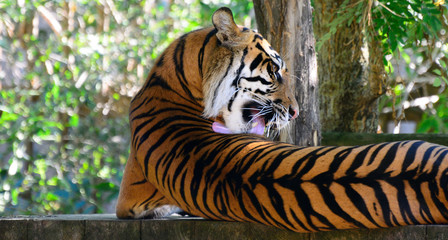 Fototapeta na wymiar Amur tiger in the zoo Prague