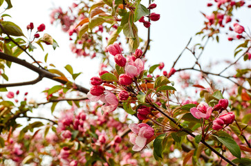 Blossoming red flowers and leaves of the paradise apple trees.Flowering apple tree.Fresh spring background on nature outdoors.For easter and spring greeting cards