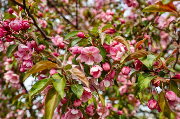 Blossoming red flowers and leaves of the paradise apple trees.Flowering apple tree.Fresh spring background on nature outdoors.For easter and spring greeting cards