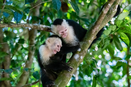 Capuchin monkeys yelling from up in a tree in Manuel Antonio National Park Costa Rica
