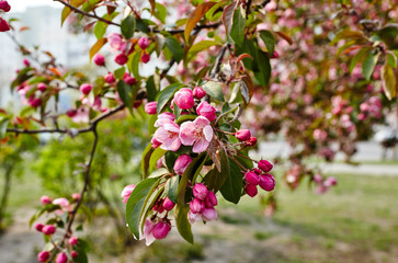 Blossoming red flowers and leaves of the paradise apple trees.Flowering apple tree.Fresh spring background on nature outdoors.For easter and spring greeting cards