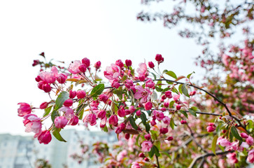 Blossoming red flowers and leaves of the paradise apple trees.Flowering apple tree.Fresh spring background on nature outdoors.For easter and spring greeting cards
