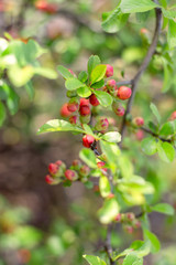 orange flowers on a bush