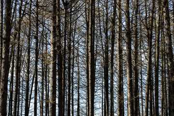 Background from the lines of trees in the forest