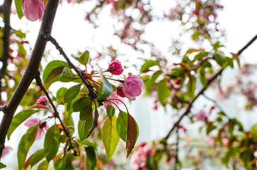 Blossoming red flowers and leaves of the paradise apple trees.Flowering apple tree.Fresh spring background on nature outdoors.For easter and spring greeting cards