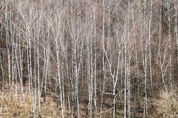 natural background - above view of bare birch grove in forest on sunny March day