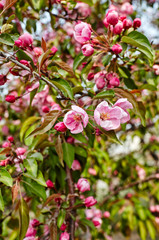 Blossoming red flowers and leaves of the paradise apple trees.Flowering apple tree.Fresh spring background on nature outdoors.For easter and spring greeting cards