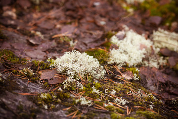 White moss in the forest. Yagel closeup