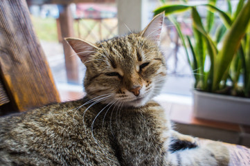 Cute cat lying on a wooden table. Pets and mammal concept.