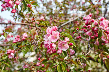 Blossoming red flowers and leaves of the paradise apple trees.Flowering apple tree.Fresh spring background on nature outdoors.For easter and spring greeting cards