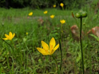 Yellow Flower