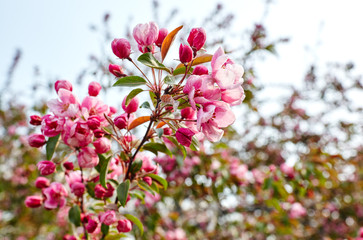 Blossoming red flowers and leaves of the paradise apple trees.Flowering apple tree.Fresh spring background on nature outdoors.For easter and spring greeting cards