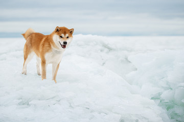 Beautiful portrait of a Shiba dog in the snow. The photo is of good quality.