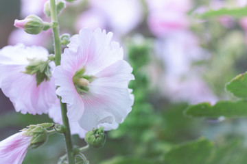 Beautiful vintage flowers as background for tropical leaf texture, Vintage filter.