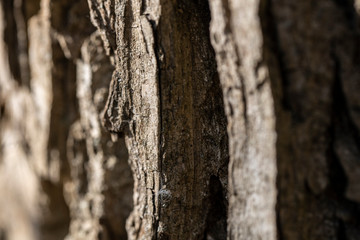 Texture of the bark of an old tree in the forest