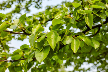 Fototapeta na wymiar Beautiful green pear leaves on branch.Flowering pear tree.Fresh spring background on nature outdoors